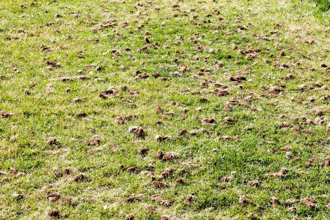 Lawn aeration and dethatching work by Minnlawn