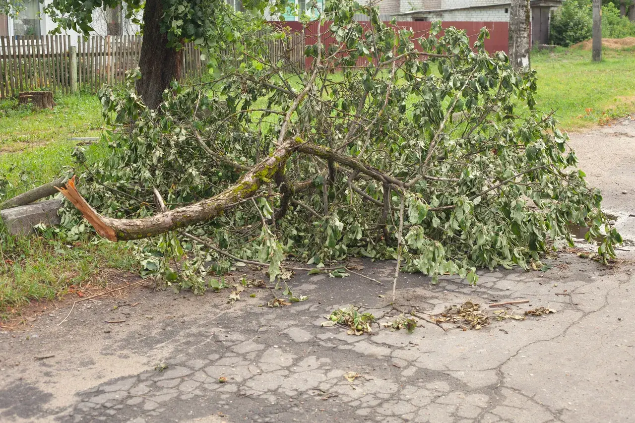 Minnlawn performing small tree removal work